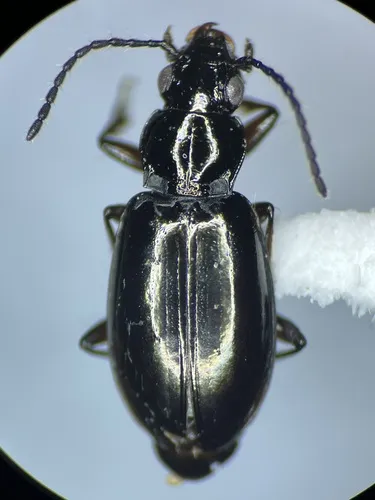 Lionepha tuulukwa - photo 2