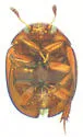 Lionothus ulkei - photo 2