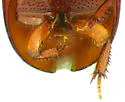 Lionothus ulkei - photo 5