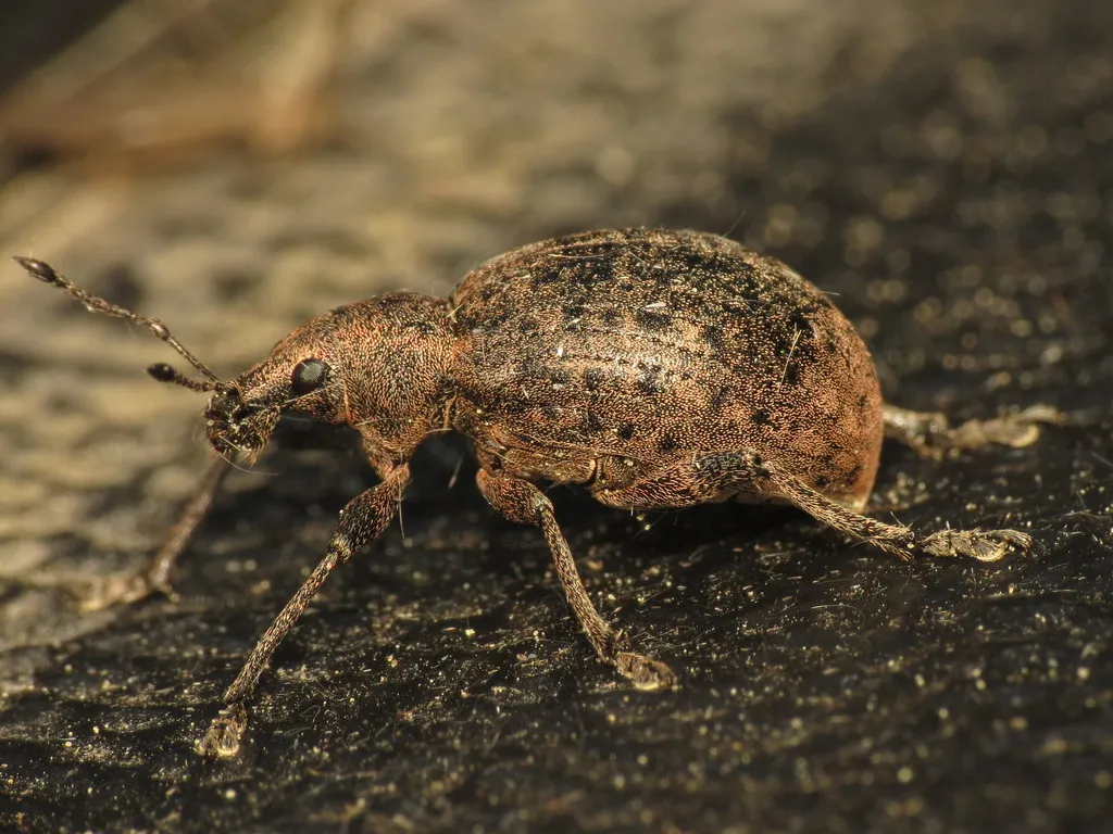 Liophloeus tessulatus - photo 2