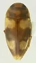 Lioporeus pilatei