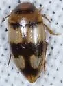 Lioporeus triangularis - photo 2
