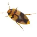 Lioporeus triangularis - photo 3