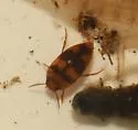 Lioporeus triangularis - photo 4