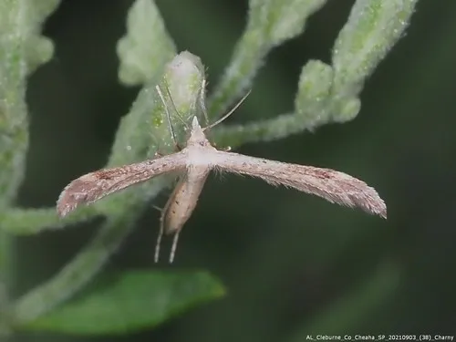 Mousy Plume Moth - photo 4