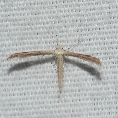 Mousy Plume Moth - photo 5