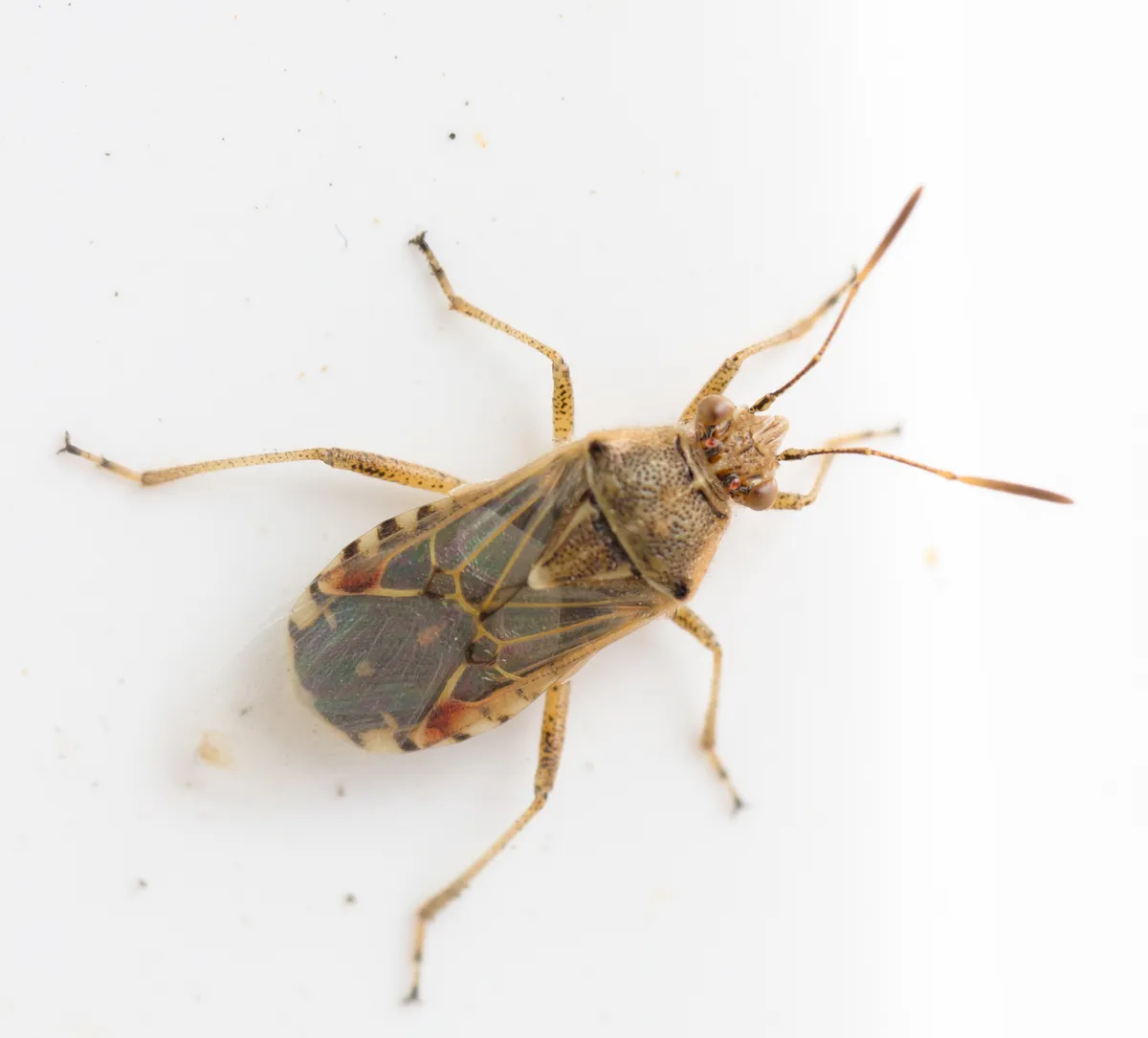 Liorhyssus hyalinus - photo 3