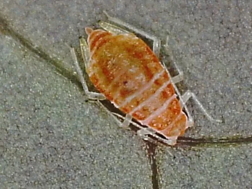 Liosomaphis berberidis