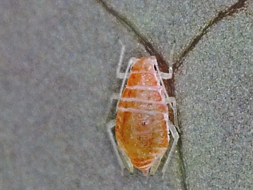 Liosomaphis berberidis - photo 2