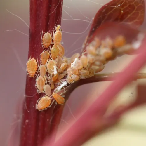 Liosomaphis berberidis - photo 3