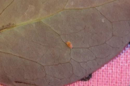 Liosomaphis berberidis - photo 4