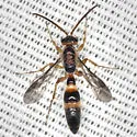 Liosphex varius