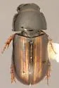 Liothorax alternatus