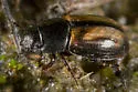 Liothorax alternatus - photo 2
