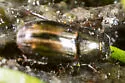 Liothorax alternatus - photo 3