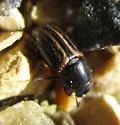 Liothorax alternatus - photo 5