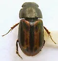 Liothorax subaeneus - photo 2