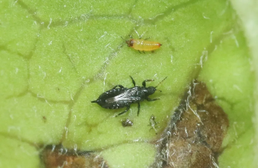 Toyon Thrips
