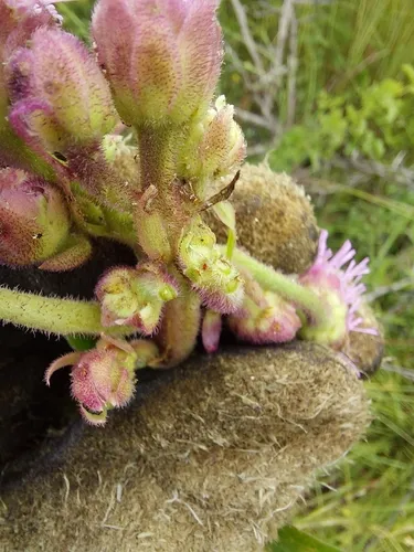 Pompom Gall Thrips