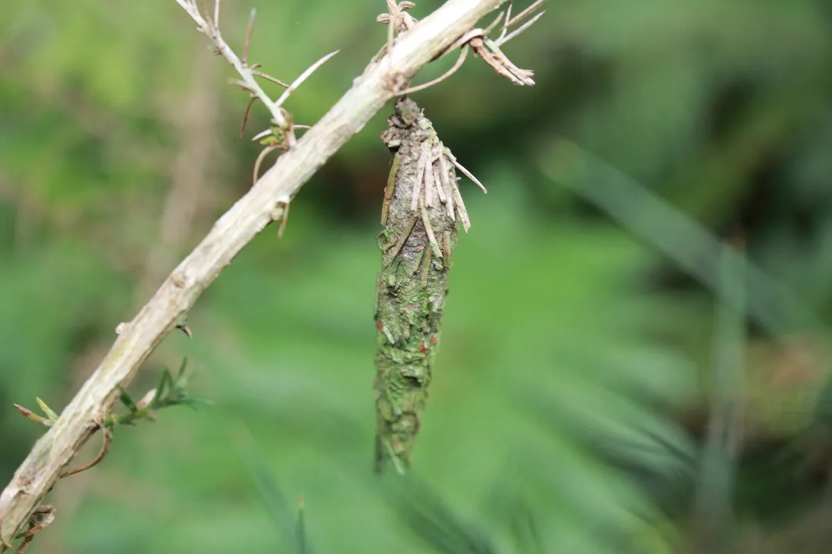 New Zealand Common Bag Moth - photo 3