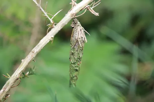 New Zealand Common Bag Moth - photo 4