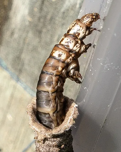 New Zealand Common Bag Moth - photo 5
