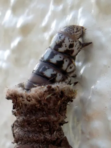 New Zealand Common Bag Moth - photo 6