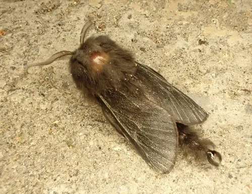 New Zealand Common Bag Moth - photo 7