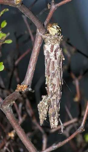 New Zealand Common Bag Moth - photo 8