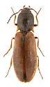Liotrichus falsificus - photo 5