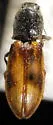 Liotrichus umbripennis