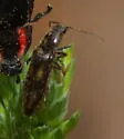 Liotrichus umbripennis - photo 2