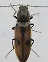 Liotrichus umbripennis - photo 3