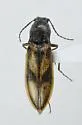 Liotrichus umbripennis - photo 4