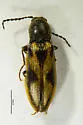 Liotrichus umbripennis - photo 5
