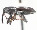 Lipancylus copelatus - photo 2