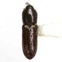 Lipancylus cracens