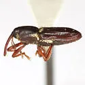 Lipancylus cracens - photo 2