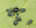 Garlic Mustard Aphid