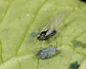 Garlic Mustard Aphid - photo 2