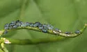 Garlic Mustard Aphid - photo 3