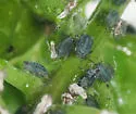 Garlic Mustard Aphid - photo 4