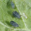 Garlic Mustard Aphid - photo 5