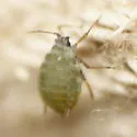 Turnip Aphid - photo 2
