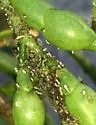 Turnip Aphid - photo 3