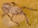 Turnip Aphid - photo 5