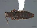 Liparocephalus cordicollis - Liparocephalus cordicollis