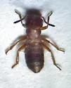 Liparocephalus cordicollis - photo 3