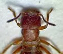 Liparocephalus cordicollis - photo 4