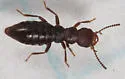 Liparocephalus cordicollis - photo 5